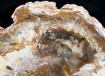 Beautiful Araucaria Petrified Wood Slice - #9570-1